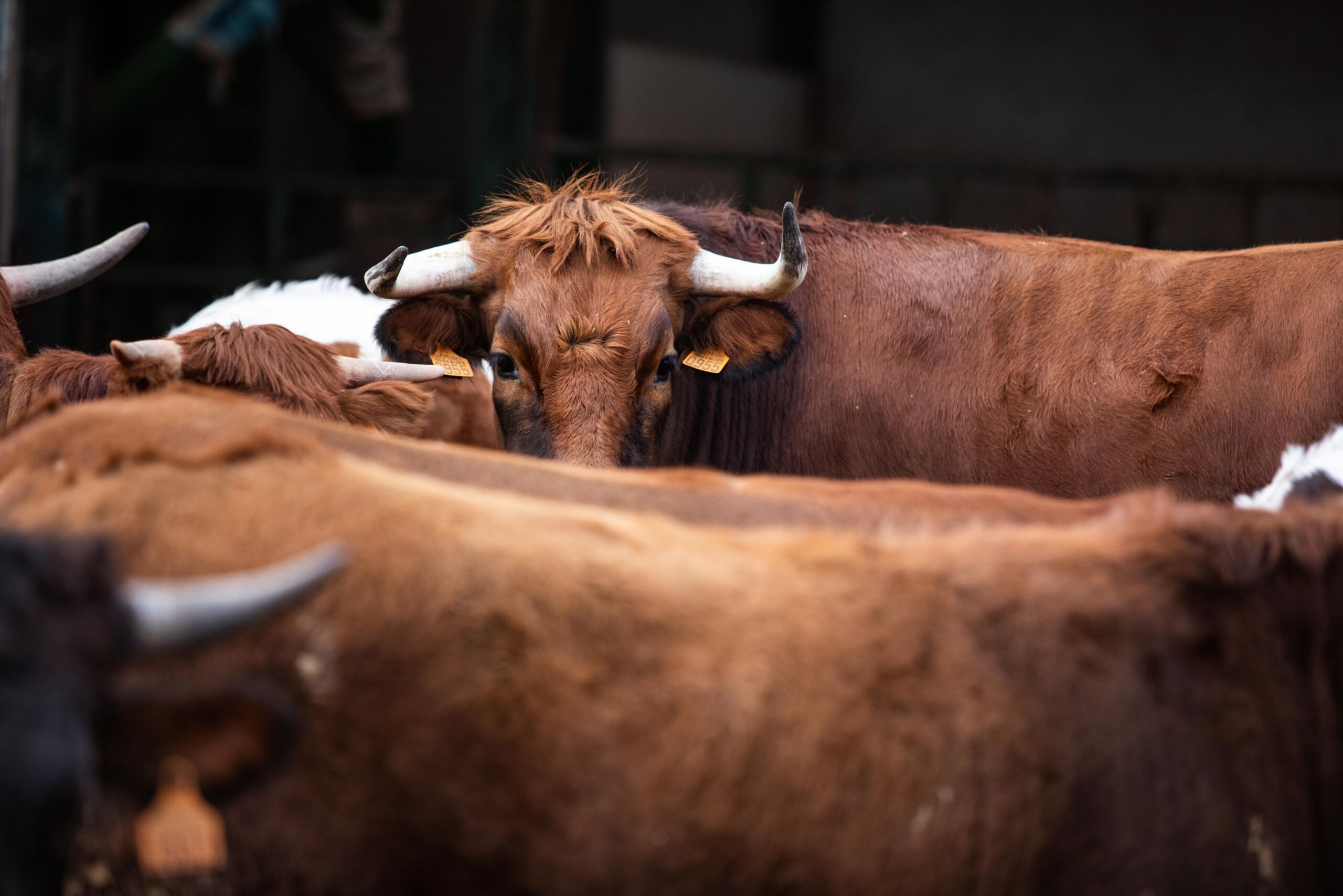 La vaca pajuna de Granada, una de las más valoradas a nivel nacional